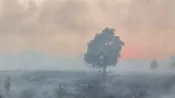 Karhutla di Desa Soren Hanguskan Kebun Warga
