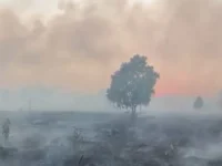 Karhutla di Desa Soren Hanguskan Kebun Warga